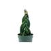 Braided African Spear Plant Cylindrical Snake Plant Spear sansevieria Twisted Snake Plant Braided sansevieria Big in 4 inch Pot Large