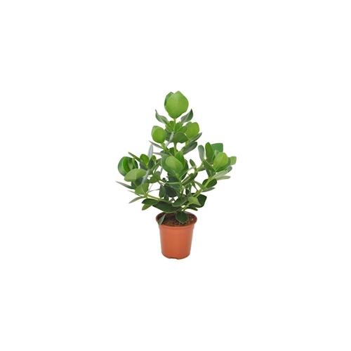Clusia rosea Princess – Clusia Prinzessin Höhe 50-60cm