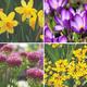 Thompson & Morgan Thompson & Morgan Spring Flowering Bulb Bonanza Collection