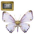 3d Metal Puzzle Model Kit, 150PCS+ Retro Punk Morpho Puzzle 3d Animal Model, DIY Creative Decoration Toy for Kids and Adults