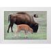Wild Jamie and Judy 18x13 White Modern Wood Framed Museum Art Print Titled - South Dakota-Custer State Park-Bison mother and calf-Bison bison