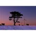 Cattle Standing in A Field at Sunrise with Wind Turbines in The Background Near Edgewood - Iowa United States of Americ 1 Poster Print - 19 x 12 in.