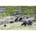 Sow Grizzly Bear Ursus Arctos Horribilis Leads & Guides Her Four Cubs Extremely Rare Through Yellowstone National Park - Wyoming - United States of America Poster Print - 19 x 12