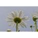 Raindrops Cling To Daisy Petals - Astoria Oregon United States of America Poster Print - 18 x 12 in.