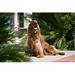An Irish Setter Dog Surrounded by Cycads Poster Print by Zandria Muench Beraldo - 24 x 16 in.