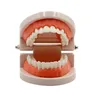 Studio didattico del modello di denti per adulti dentali typonon dimostrativo modello di