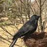 Simulazione di corvo artificiale corvo nero modello animale uccello nero corvo Prop decorazione