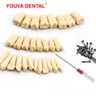 Modello di denti dentali 28/32pc per la preparazione della pratica del tecnico odontotecnico dente
