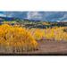 Fall aspens and conifers create a medley on this Colorado hillside-Colorado. Poster Print - Betty Sederquist (24 x 18)