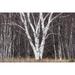 Tree with white bark in a grove of trees Sleeping Bear Dunes National Lakeshore on the east side of Lake Michigan; Michigan United States of America Poster Print by Michael Melford (17 x 11)