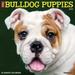 Willow Creek Press 2021 Just Bulldog Puppies Wall Calendar