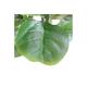 90Cm Artificial Fiddle Fig Tree - Green | Wowcher