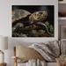 Bayou Breeze Closeup Turtle Portrait II - Unframed Print on Wood Metal in Black/Brown/Yellow | 30 H x 40 W x 0.78 D in | Wayfair