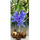 Camassia Leichtlinii (Blue Danube) Bulbs Hardy Garden Summer Perennial