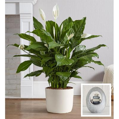 1-800-Flowers Flower Delivery Remembrance Peace Lily Floor Plant W/ Keepsake