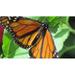 Orange Monarch Black Monarch Butterfly Butterfly - Laminated Poster Print - 20 Inch by 30 Inch with Bright Colors and Vivid Imagery