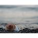 Shell Beach Pebbles Sea Shell Sea Nature Seashell - Laminated Poster Print -12 Inch by 18 Inch with Bright Colors and Vivid Imagery