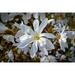 Bloom White Star Magnolia Magnolia Bloom Blossom - Laminated Poster Print -12 Inch by 18 Inch with Bright Colors and Vivid Imagery