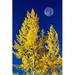 Bright Colourful Aspen Trees in Autumn with Large Full Moon & Blue Sky - Calgary Alberta Canada Poster Print by Michael Interisano - 24 x 38 - Large