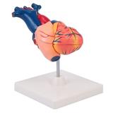 1pc Human Heart Model Human Body Model Teaching Demonstration Model Display