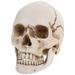 Lifesize 1:1 Human Skull Model Replica Resin Medical Anatomical Tracing Medical Teaching Skeleton Halloween Decoration Statue