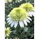 Echinacea Honey Dew (Coneflower)