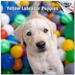 2023 2024 Yellow Labrador Retriever Puppies Calendar - Dog Breed Monthly Wall Calendar - 12 x 24 Open - Thick No-Bleed Paper - Giftable - Academic Teacher s Planner Calendar Organizing - Made in USA