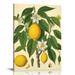 FLORID Lemon Citrus Botanical Illustration - Great Kitchen Poster Farmhouse Decor Dining Room and Kitchen Decoration Vintage Wall Decor Lemon Tree Print 16x20/12x16in Framed Art Print Poster