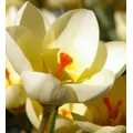 Boston Seeds Romance Specie Crocus Bulbs (100 Bulbs)