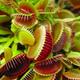 Venus Fly Trap - Dionaea Muscipula 'Snapper' - Carnivorous Plant