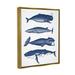 Stupell Industries Various Whales Types Sea Life Detailed Illustrations by Lettered & Lined - Floater Frame Graphic Art on Canvas Canvas | Wayfair