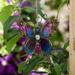 Echo Valley Butterfly Wind Chime Metal | 7.13 H x 8.25 W x 8.13 D in | Wayfair 4921