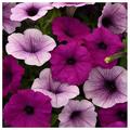 BULYAXIA Plumb Pudding Easy Wave Petunia Spreading Garden Flowers for Hanging Baskets Pots Containers Beds - 30 Seeds