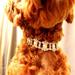 pet necklace Fashion Pet Pendant Pearl Crystal Necklace Neck Hanging Jewelry Attractive Collar for Dog Puppy (Size S)