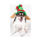 Clever Creations Christmas Elf Hat with Ears Pet Costume for Dogs and Cats Festive Holiday Apparel for Medium Breeds