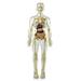 3D Human Body Torso Model Anatomy Model Skeleton Human Body Model Removable Parts DIY Skeleton Toy