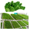 Muschio naturale conservato verde 200g/1 scatola durevole conservato giardino di casa decorazione di