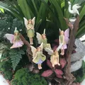 Mini Fairy figurine 6 pz/set resina giardino fate picchetti Set statue in miniatura per giardino