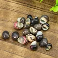 5PCS 1-2cm Mix Natural Watermelon Snail Seashells Zebra Conch Shell Specimen DIY Aquarium Landscape