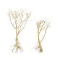 DIY Driftwood Aquarium Wood Aquarium Moss Tree Moss Tree for Fish Tank Ornament Landscape Bonsai