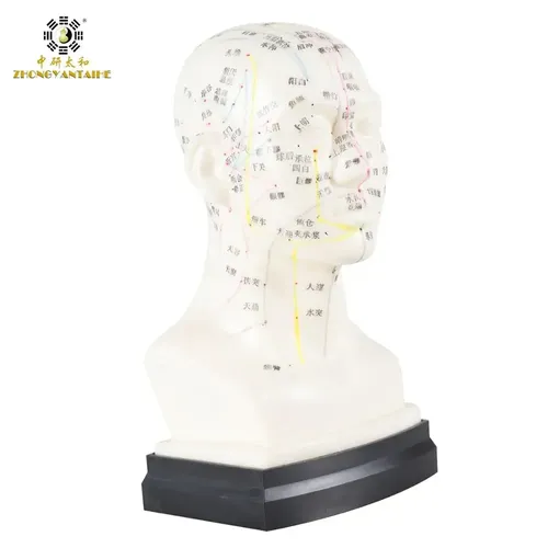 Chinesische Akupunktur Modell Kopf Akupunktur Punkt er menschliche Akupunktur Punkt Modell Kopf