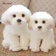 Cute Maltese Plush Toy Puppy Stuffed Animal Dog Simulation Pets Fluffy Baby Dolls Birthday Gifts for