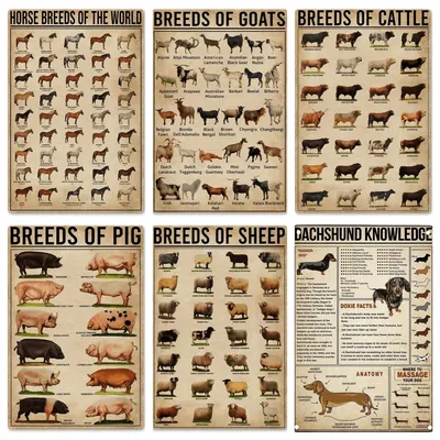 Vintage Pferde rassen der Welt Metall Zinn Zeichen Wissen Poster, Rassen von Image