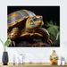 Bay Isle Home™ Closeup Turtle Portrait I - Animals Turtle Metal Wall Art Metal in Brown/Green | 12 H x 20 W x 1 D in | Wayfair