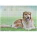 Dreamtimes Wooden Jigsaw Puzzles 300 Pieces 10.6 x 15.5 Portrait of Golden Retriever Dog in Park Educational Intellectual Puzzle Games for Adults Kids