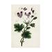 Red Barrel Studio® Antique Floral Folio IX by Pancrace Bessa Canvas in Green/White | 24 H x 16 W x 2 D in | Wayfair
