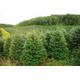 Fraser fir, Abies fraseri, Evergreen, Christmas Tree, Conifer X 100 Seeds.