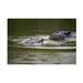 Trademark Fine Art Hippopotamus 2 On Canvas by Bob Langrish Canvas Art Canvas | 12 H x 19 W x 2 D in | Wayfair ALI65699-C1219GG
