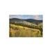 Millwood Pines Cooper's Hawk Flying Over Quaking Aspen Forest, Santa Fe National Forest, Sangre De Cristo Mountains | Wayfair