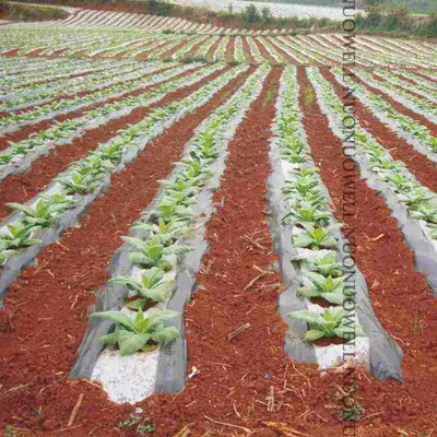 5m White And Black Agriculture Garden Film Vegetable Planting Plastic Mulching Film Plants Pest Weed